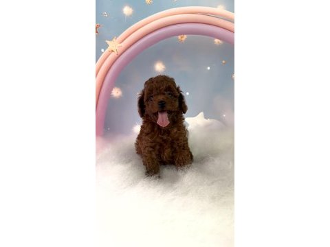 Red brown toy poodle yavrular