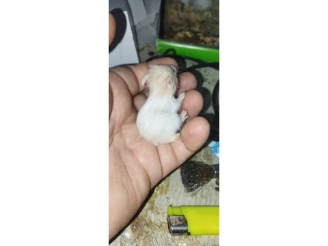 Uzun tüy teddy bear hamster yavrular
