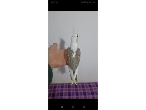 Yeni yeme düşen albino sultan papağanı kuslar
