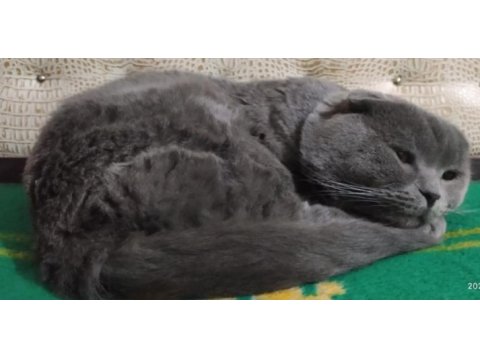 Oğlumuz toroya kızınız scottish fold