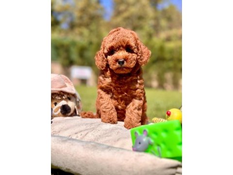 Poodle çiftliğinden red brown toy poodle bebeklerimiz