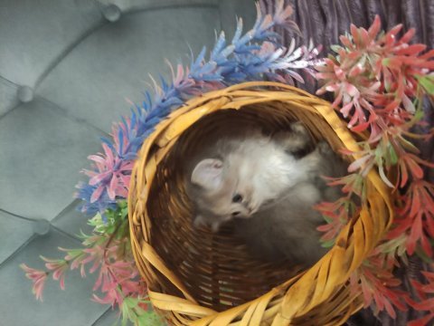 British longhair pamuk şekerler