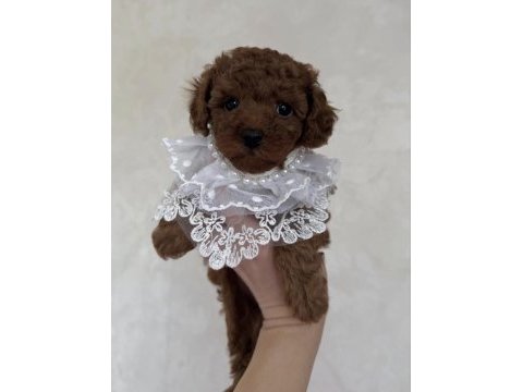 Bisküvi tadında toy poodle bebeklerimiz