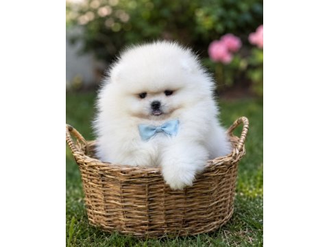 Üst kalite kar beyaz ayıcık yüz pomeranian boo erkek