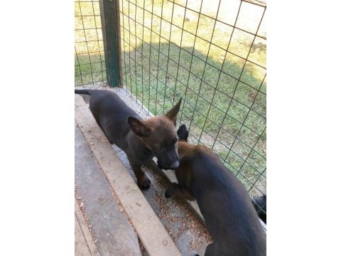 3 dişi 1 erkek belçika malinois yavrular