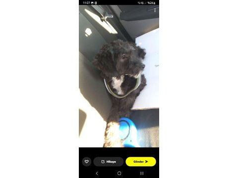 Morkie terrier 7 aylık erkek