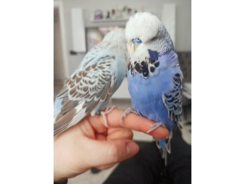 Takım show jumbo üst vasıf muhabbet kuşu