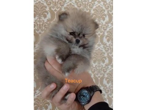 Pomeranian boo teacup yavrular