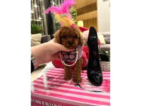 En özel secereli toy poodle yavrular
