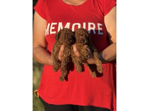 Teacup boy koreakan toy poodle köpekler kg garantili