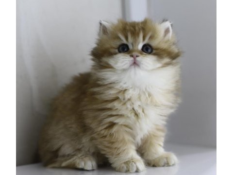Teslime hazır tontik british longhair yavrular