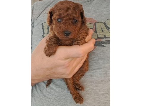 Mükemmel toy poodle yavrular