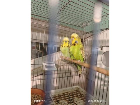 Show jumbo takım muhabbet kuşu