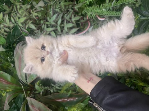 İddialı british longhair yavrularım sağlık garantili