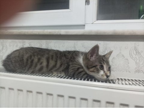 Kedim boncuk 3 aylıktır ona bakacak birini arıyorum