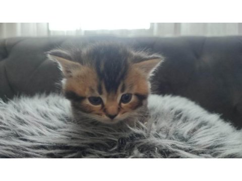 British shorthair yavruları
