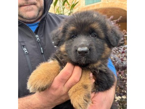 Alman çoban köpeği yavruları 