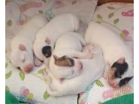 Saf kan terrier jack russell