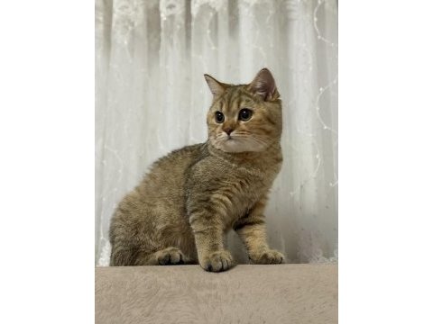 5 aylık dişi british shorthair
