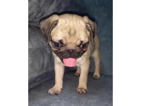 Pug mops yavrularımız yeni yuvalarını arıyorlar