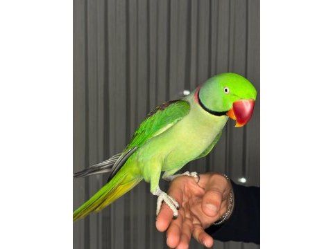 Full + full evcil alexander ısırma ne bilmez net konuşma