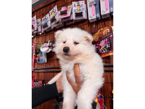 Samoyed bebeklerimiz için acele edin