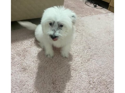 Enerjik çok tatlı terrier maltese
