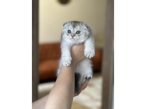 Ayı surat scottish fold yavrum