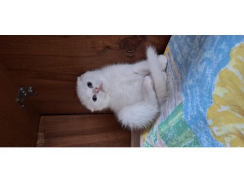 Show kaliteli scottish fold yavrular