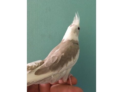 Islık calıyor %100 ev üretimi akıllı kuki erkek men sultan