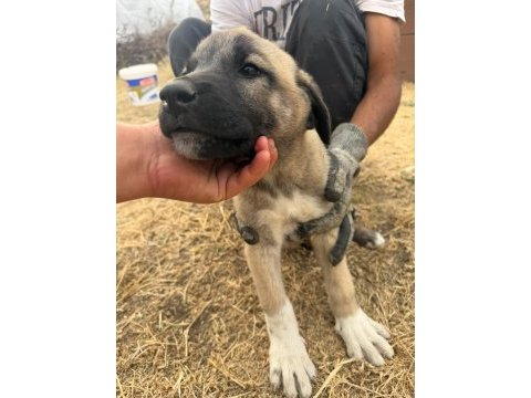 Orjinal kangal yavruları dişi erkek