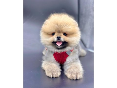 Türkiyenin en iyi a plus yavru pomeranian köpekleri