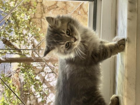 British longhair persian 1,5 aylık oyun hastası yavru