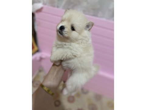 Pomeranian boo 1 ay sonra rezerve edilecektir