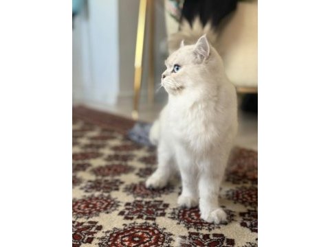 British longhair kedisi