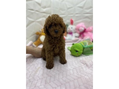 Erkek dişi orijinal kore poodle yavrularımız