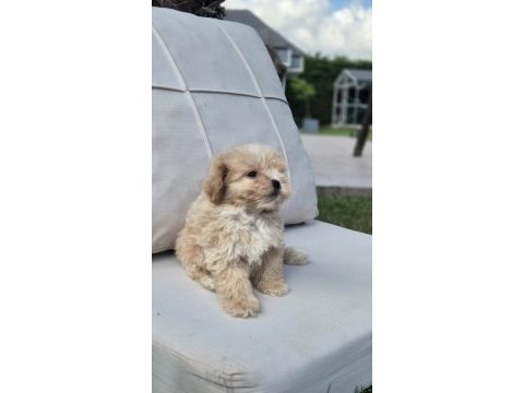 Akıllı ve tüy dökmeyen karakteriyle maltipoo yavrusu
