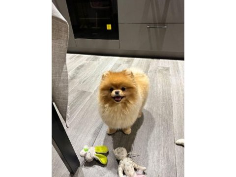Yakışıklı pomeranian oğlum yeni ailesini arıyor