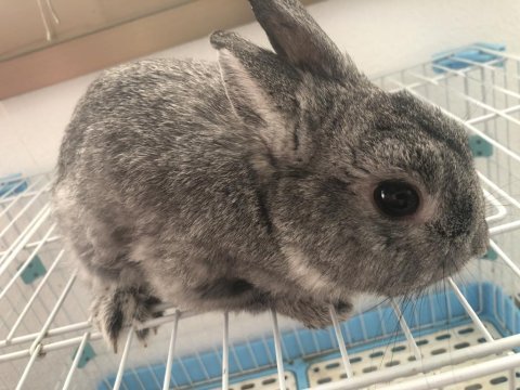 Chinchilla renk hollanda cüce tavşan erkek