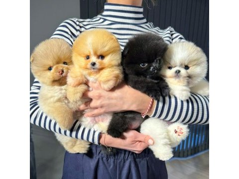 Teddy bear / teacup pomeranian bebekler