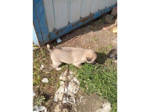 Sokak köpeği 6 tane yavru