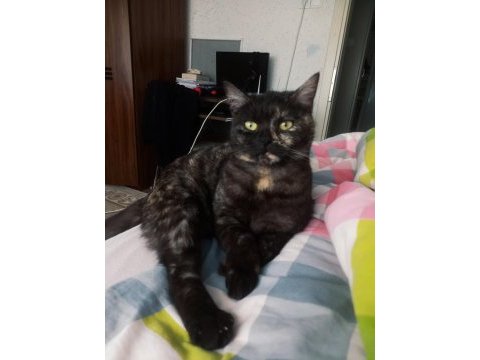 British black tabby kız