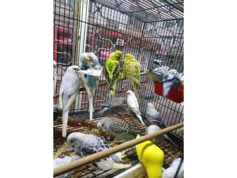 Yeme düşen muhabbet kuşu yavrular