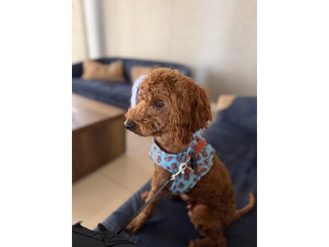 1 yaşında tam bir evcimen küçük poodle kafimizi