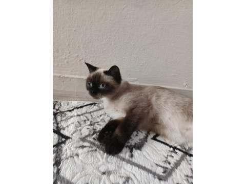 British blue point kedim ücretsiz sahiplendirilecektir