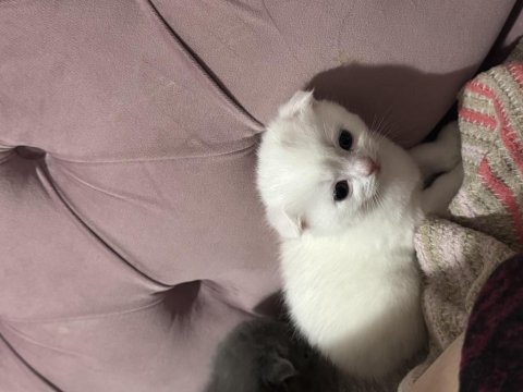Kedi scottish fold dişi erkek