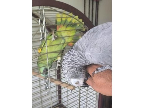 Jako papağanı dişi