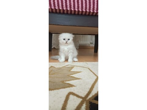 Mavi gözlü erkek scottish fold