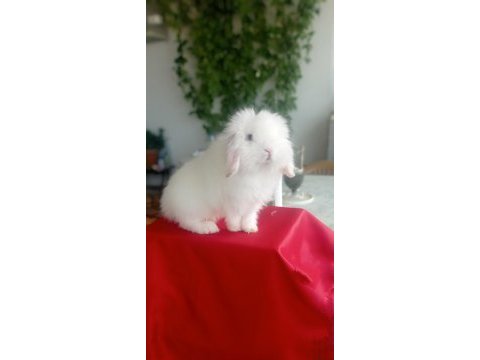 Orijinal lop ırkı tavşan