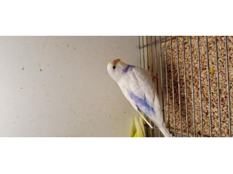 Yavru muhabbet kuşları rengarenk